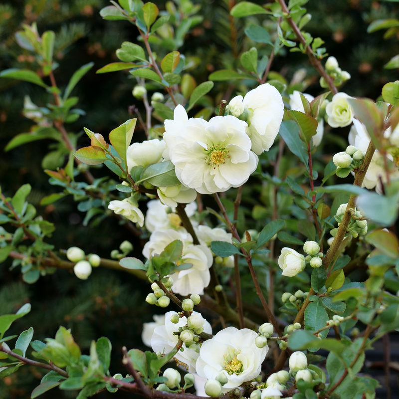 Close up of a branch covered in Double Take Eternal White Chaenomeles vibrant white flowers