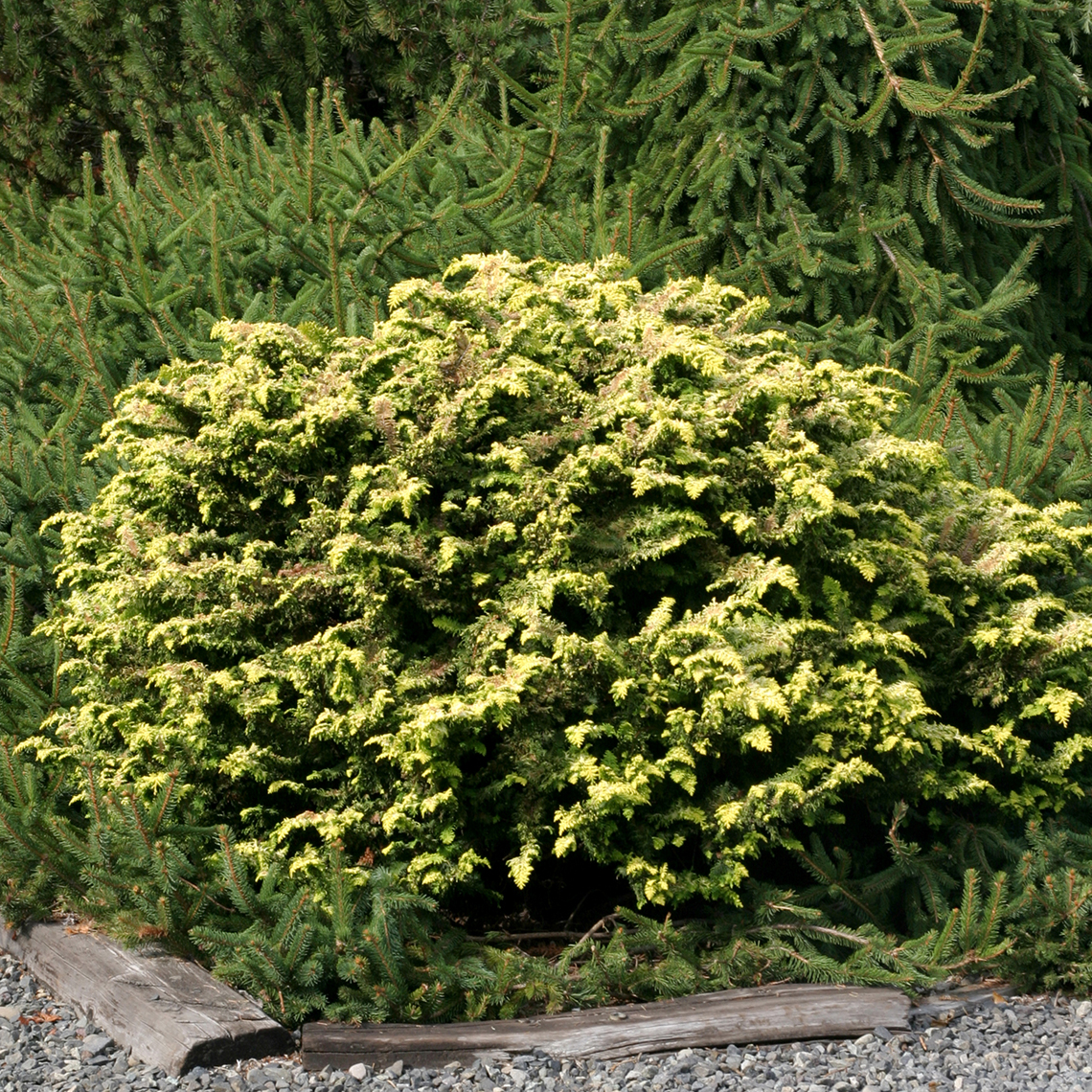 Chamaecyparis Fernspray Gold in landscape with other evergreens