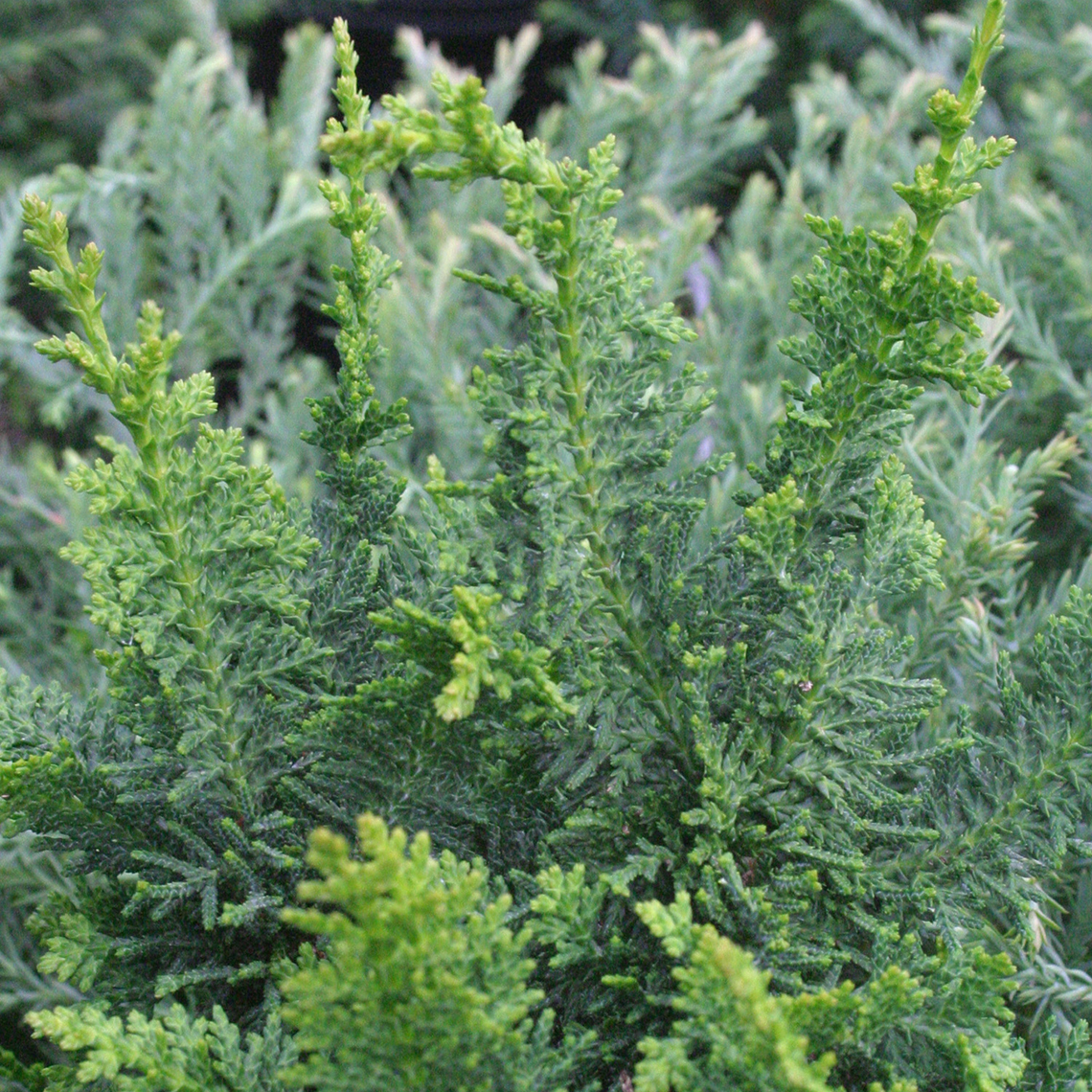 Close up of fern-like evergreen Chamaecyparis Filicoides foliage