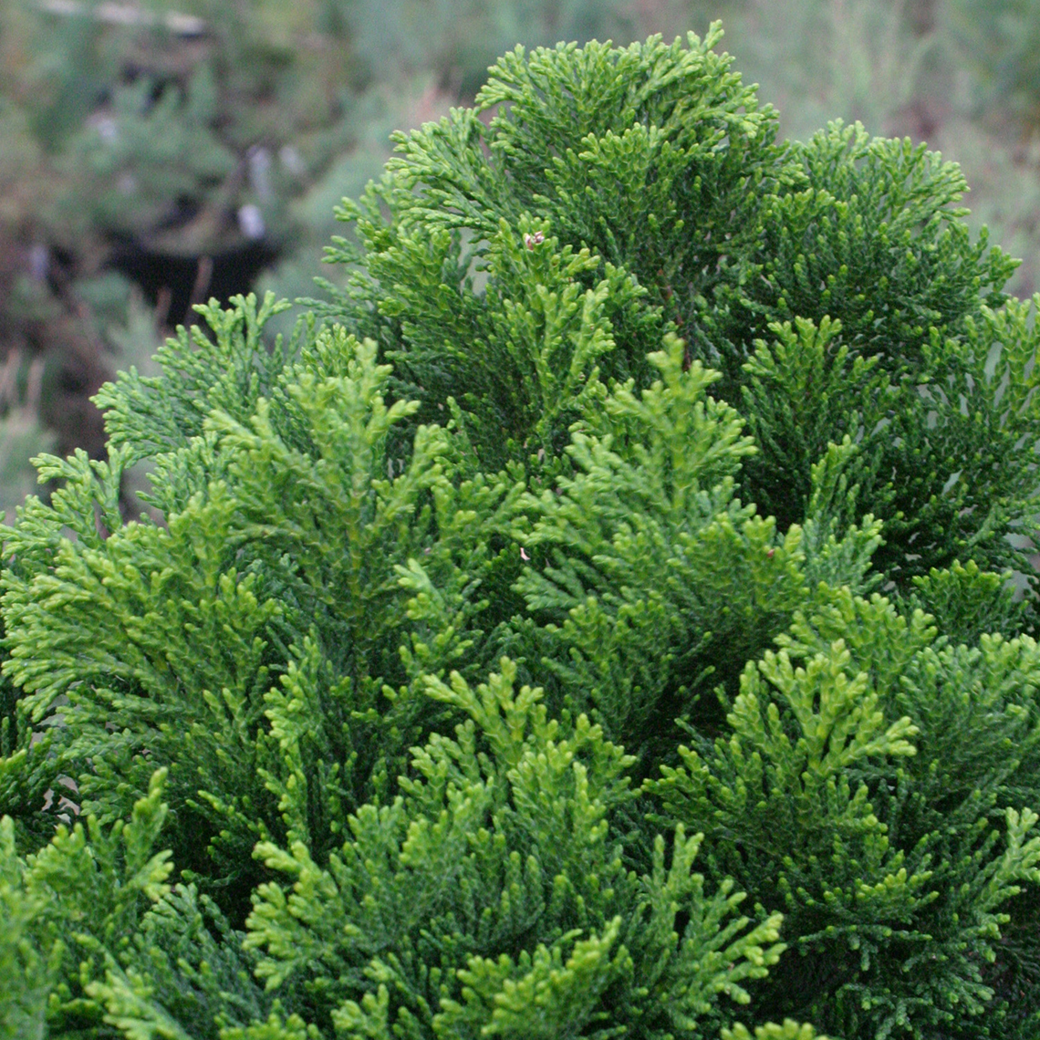 Top of Chamaecyparis Gracilis Compacta evergreen shrub