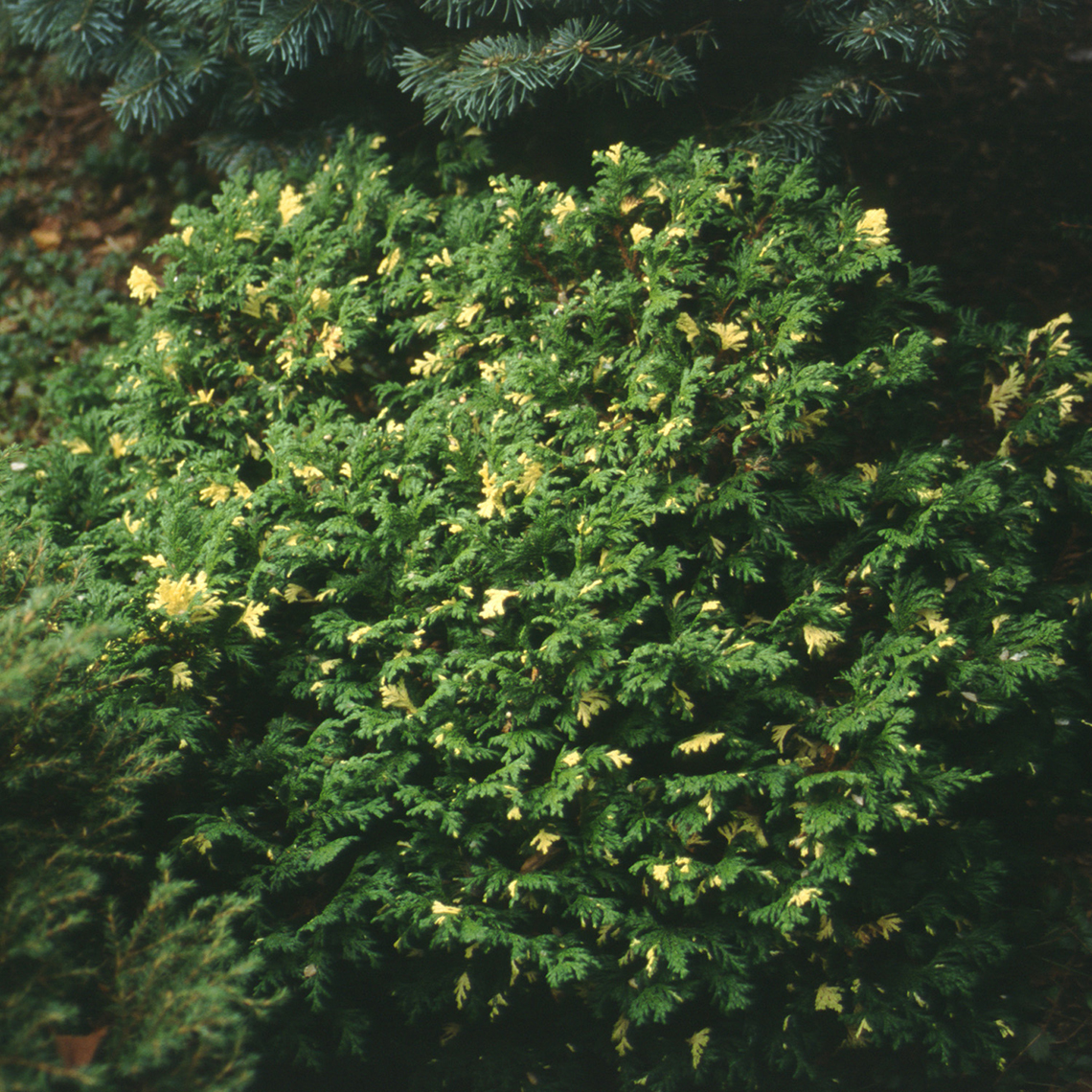 Green foliage highlighted with spots of buttercream yellow on Chamaecyparis Mini Variegated