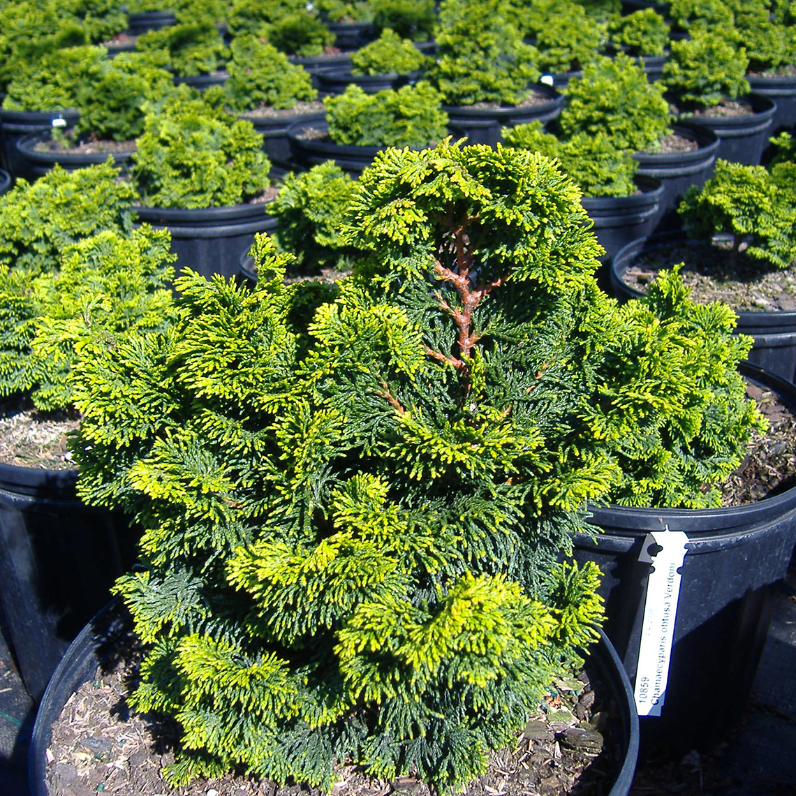 Group of Chamaecyparis Verdoni plants in black pots in greenhouse