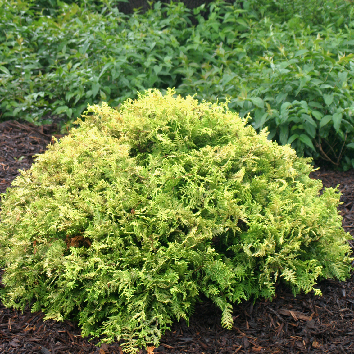 Tiny mound of Chamaecyparis Vintage Gold in bed of mulch