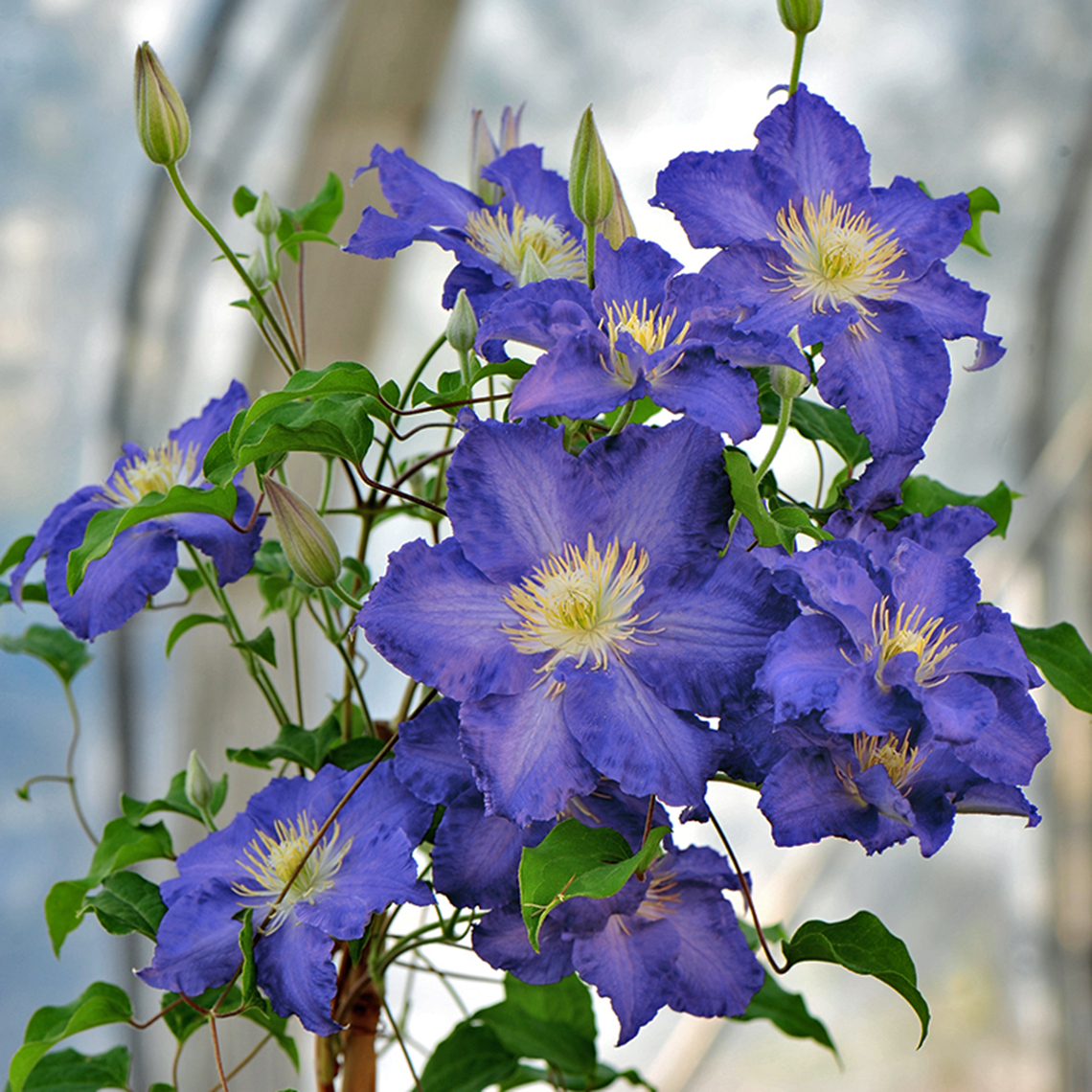Brilliant blue Brother Stefan Clematis blooms