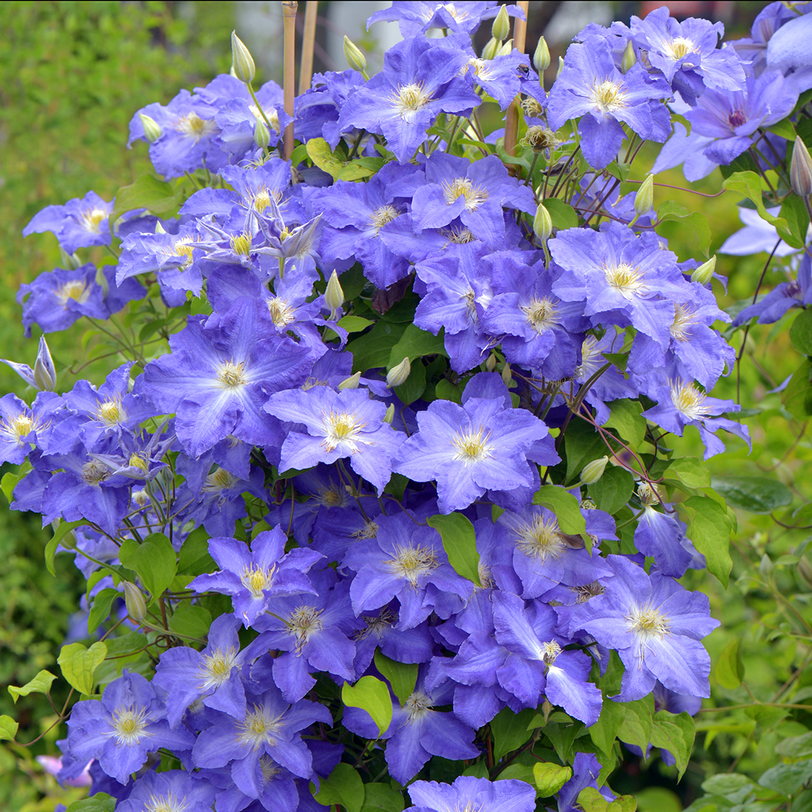 Blue flowering Brother Stefan Clematis growing on greenhouse trellis