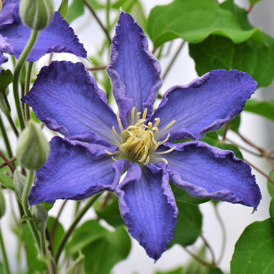 Close up of large blue Brother Stefan Clematis bloom