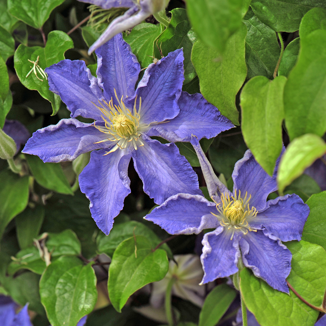 Close up of two blue Brother Stefan Clematis blooms