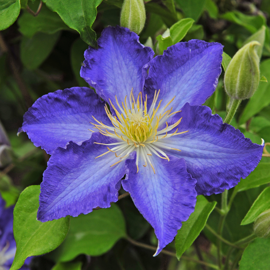Close up of blue Brother Stefan Clematis bloom