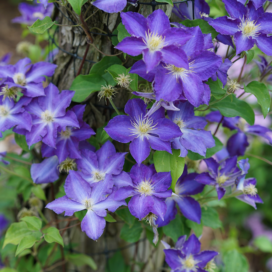 Brother Stefan Clematis growing on tree