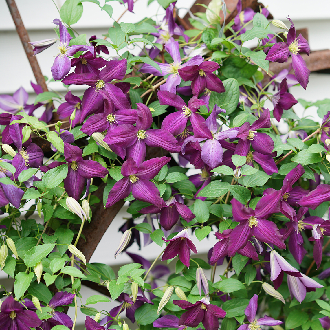 Large purple flowers on Happy Jack Purple Clematis