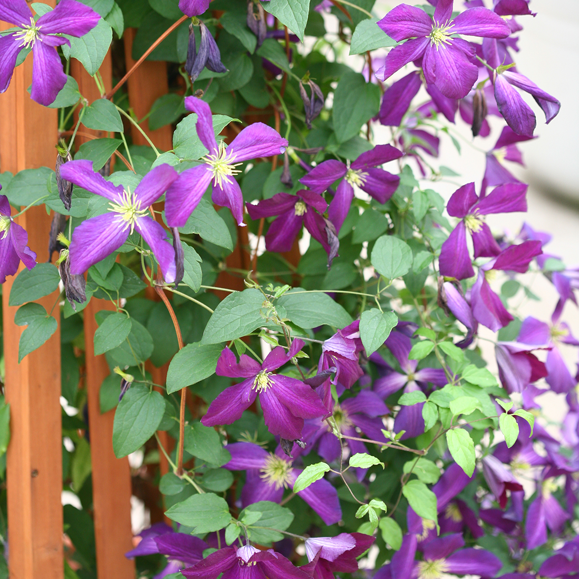 Happy Jack Purple Clematis flowering on wooden trellis