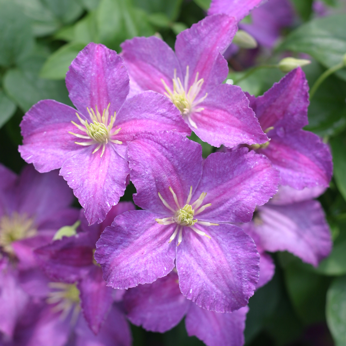 Close up of single purple Jolly Good Clematis flowers