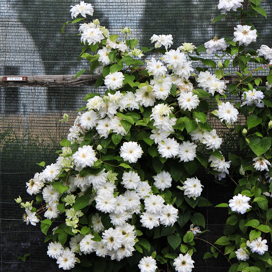 Heavy blooming Madame Maria Clematis on support