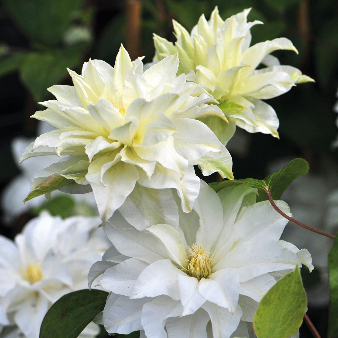 Close up of white flowering Madame Maria Clematis