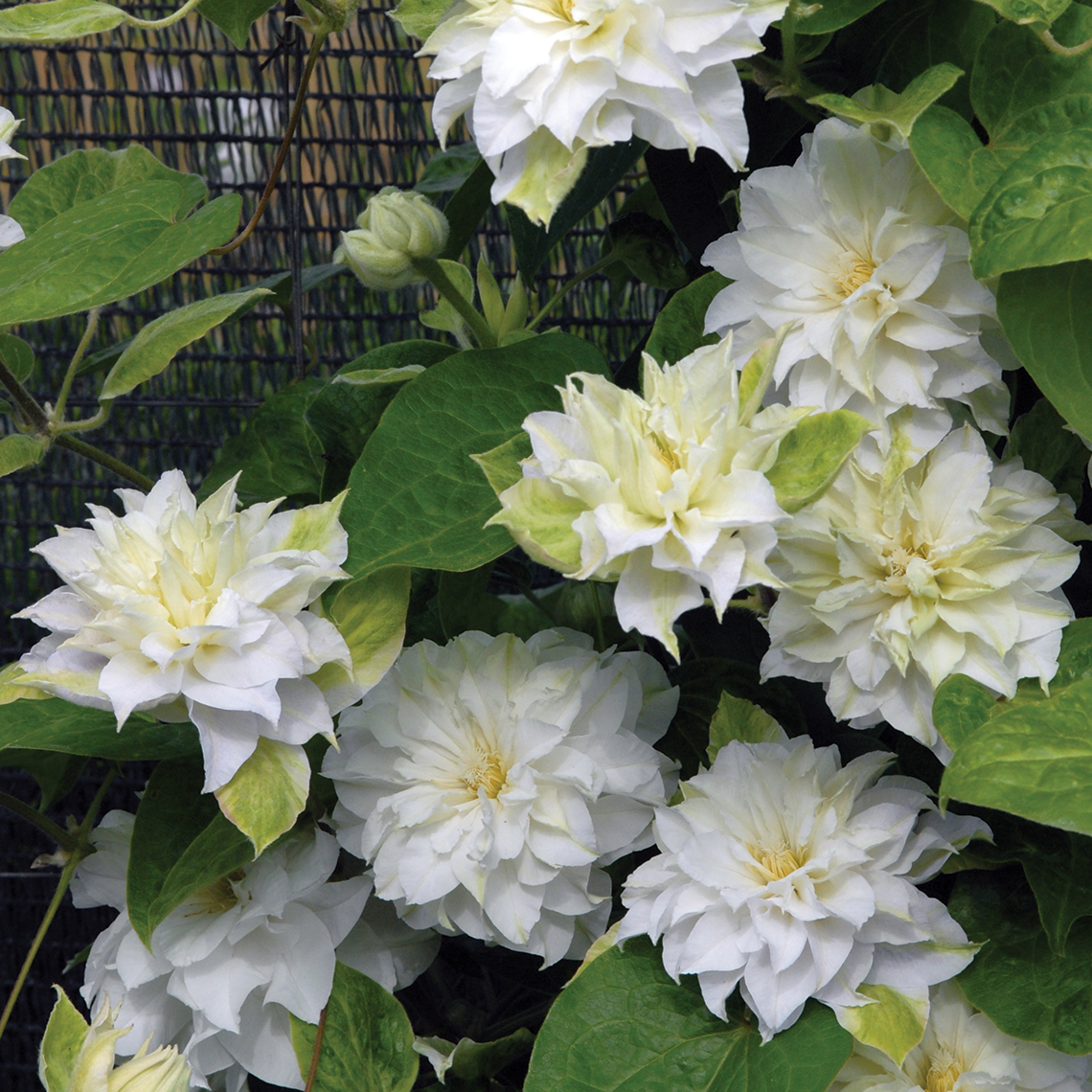 Ball like white blooms on Madame Maria Clematis