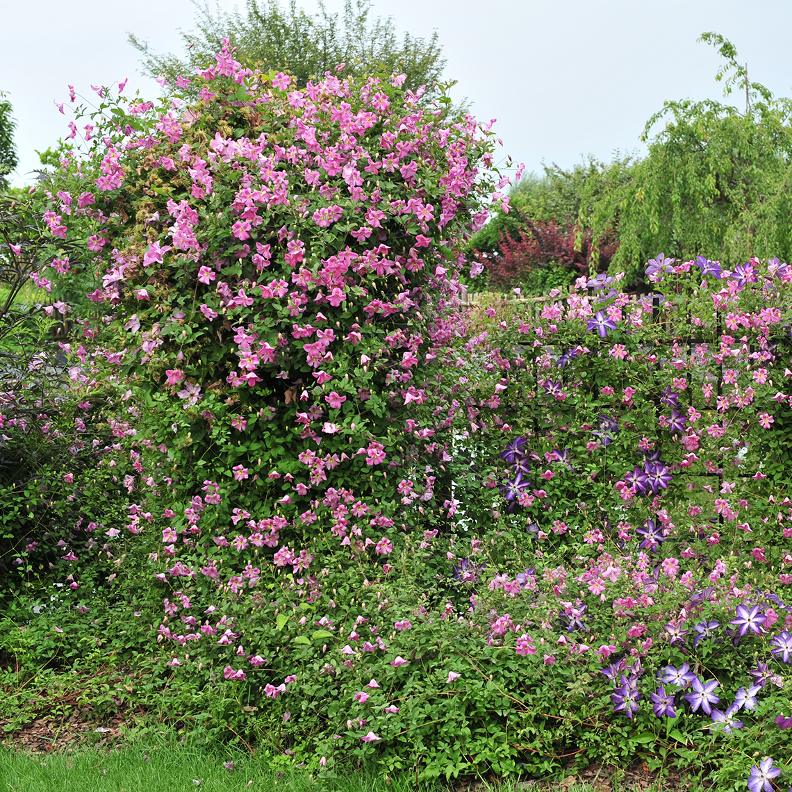 Pink Mink Clematis covering trellis and trickling into neighboring fence and plants