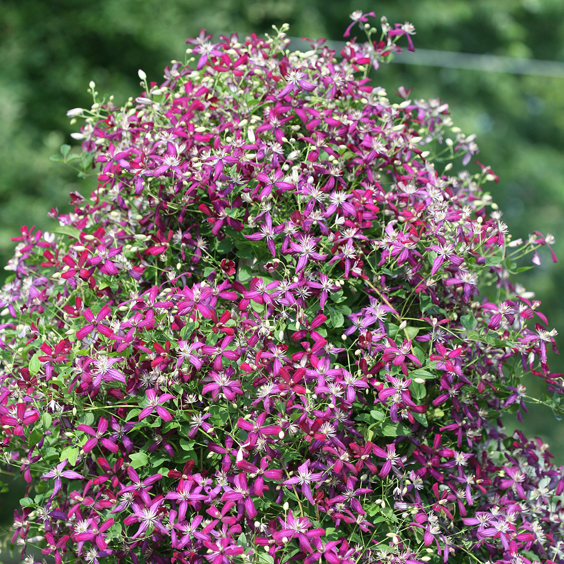 Peaked form covered in colorful Clematis Sweet Summer Love