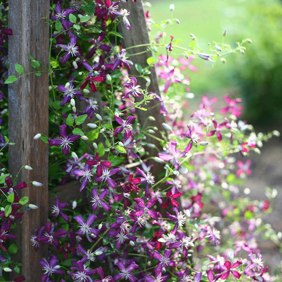 Hundreds of Clematis Sweet Summer Love buds and blooms spilling from wooden trellis