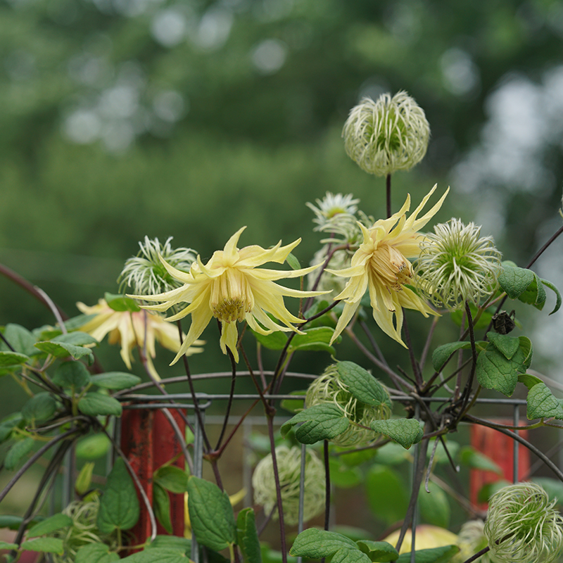Close up of the yellow flowers of Funyella Clematis