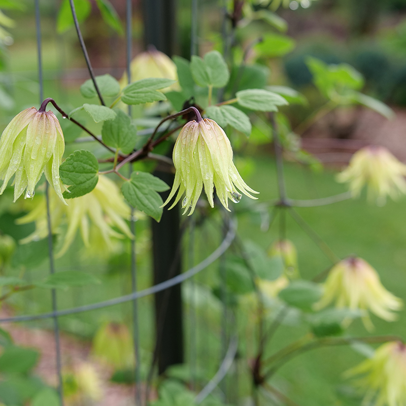 Close up of yellow bell-shaped Funyella Clematis flowers