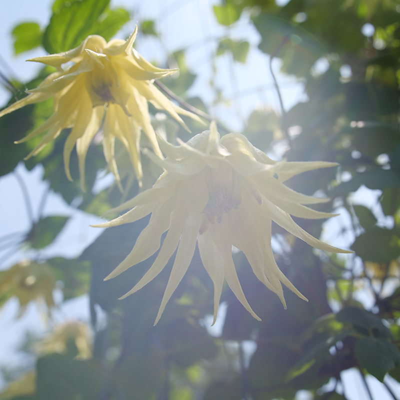 Close up of a yellow bell-shaped bloom of Funyella Clematis 