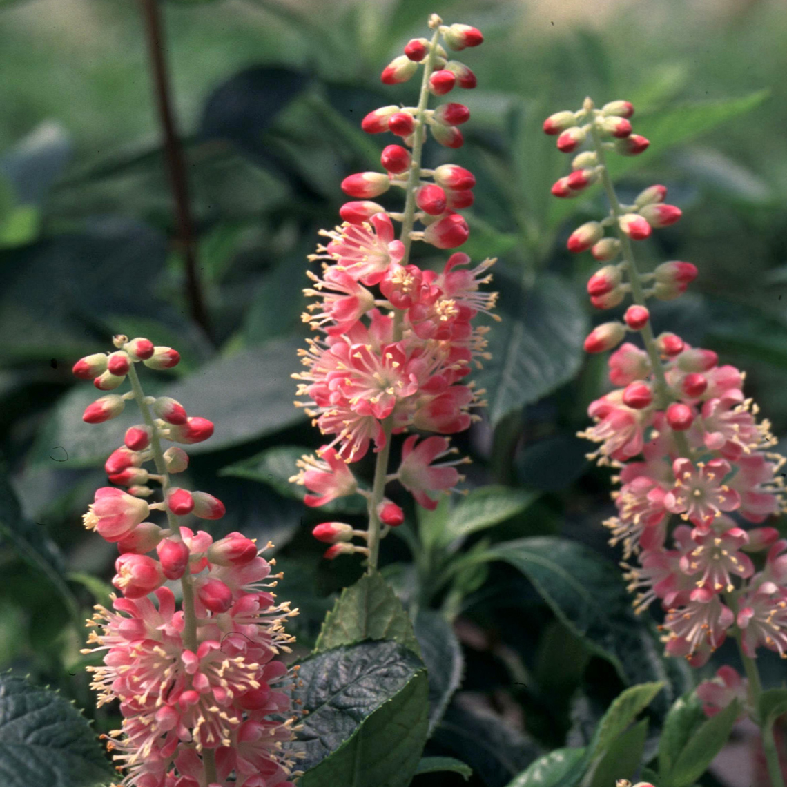 Close up of pink Clethra Ruby Spice flowers