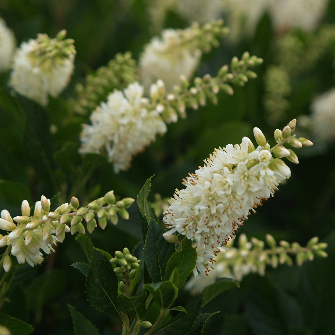 Close up of spiky white Sugartina Crystalina Clethra flowers