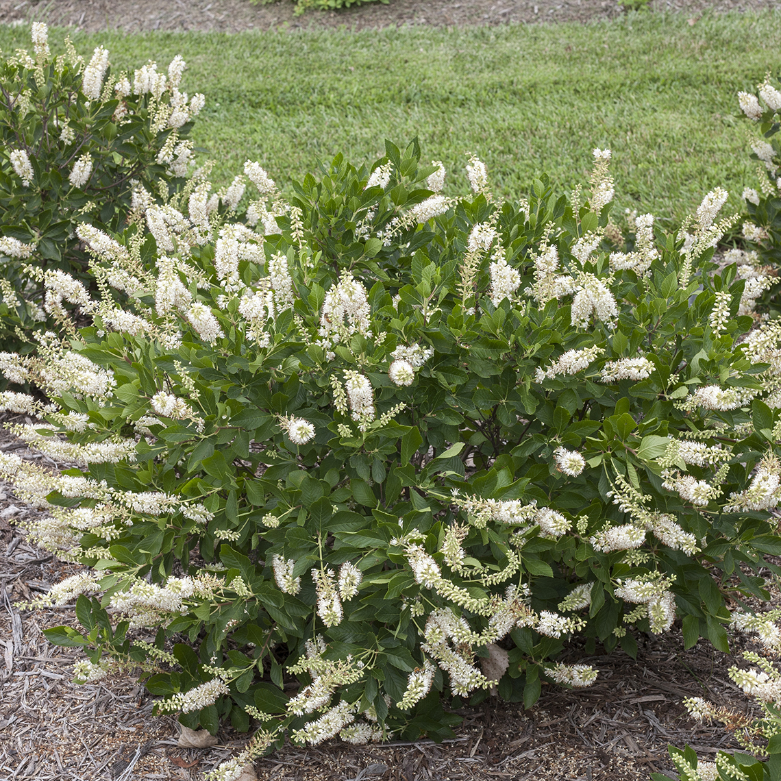 Blooming Vanilla Spice Clethra in landscape