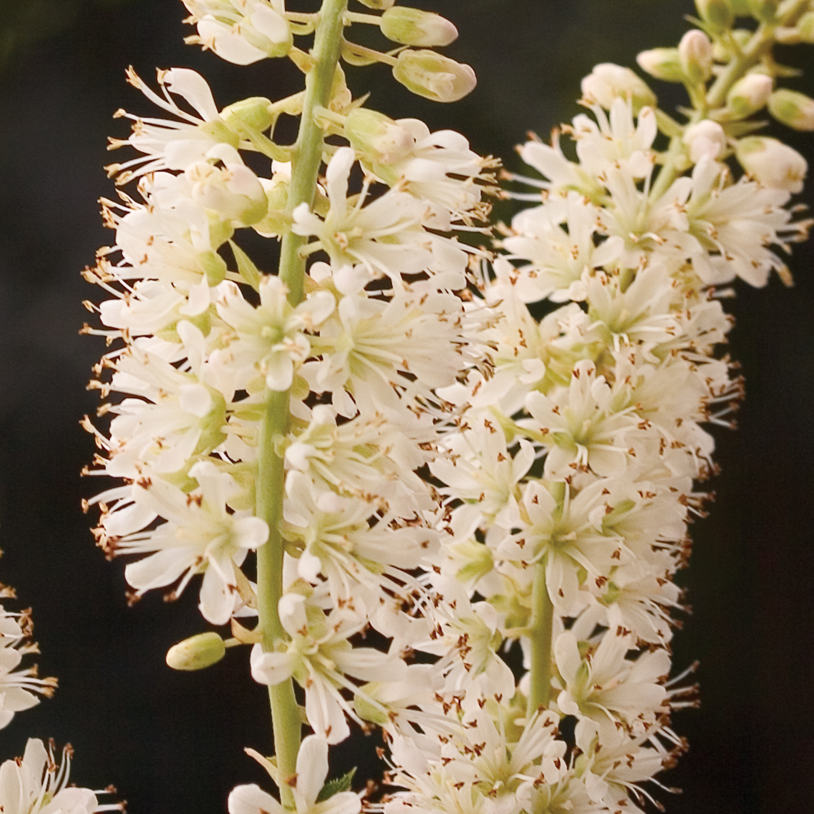 Close up of two Vanilla Spice Clethra pure white flowers