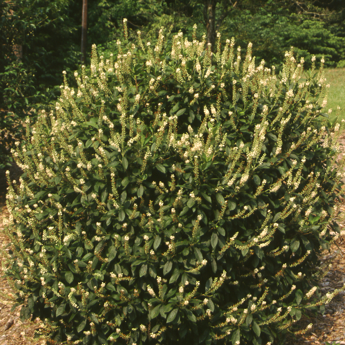 Clethra alnifolia with green foliage and white flowers in landscape