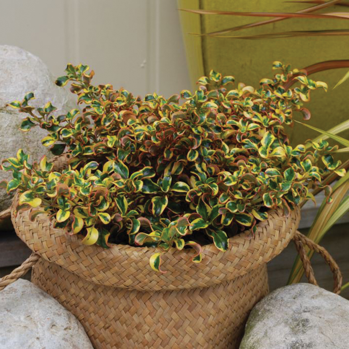 Waxwing Gold coprosma in a basket planter 