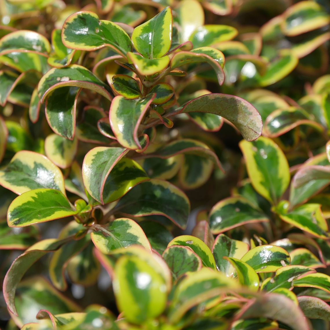 Close up of the glossy foliage of Waxwing Gold mirror bush