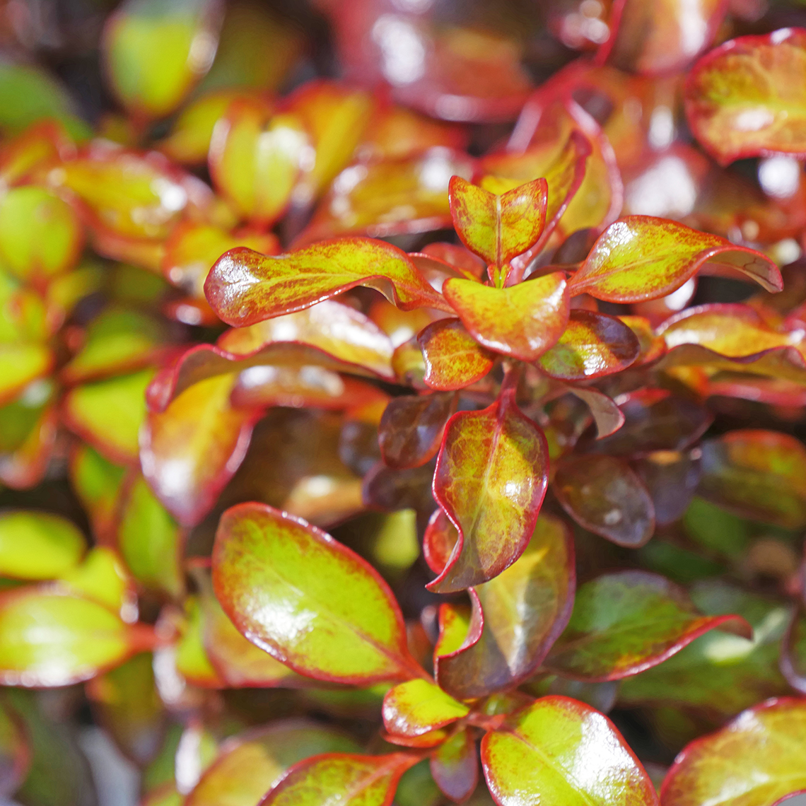 Close up on the super glossy foliage of Waxwing Orange Mirror Bush