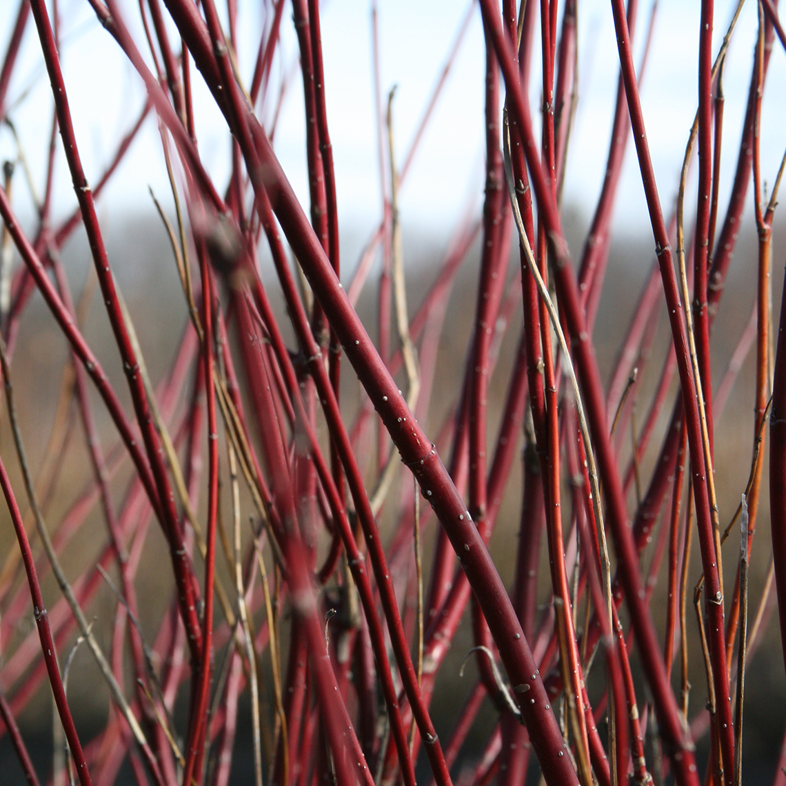 Close up of red Arctic Fire Cornus branches