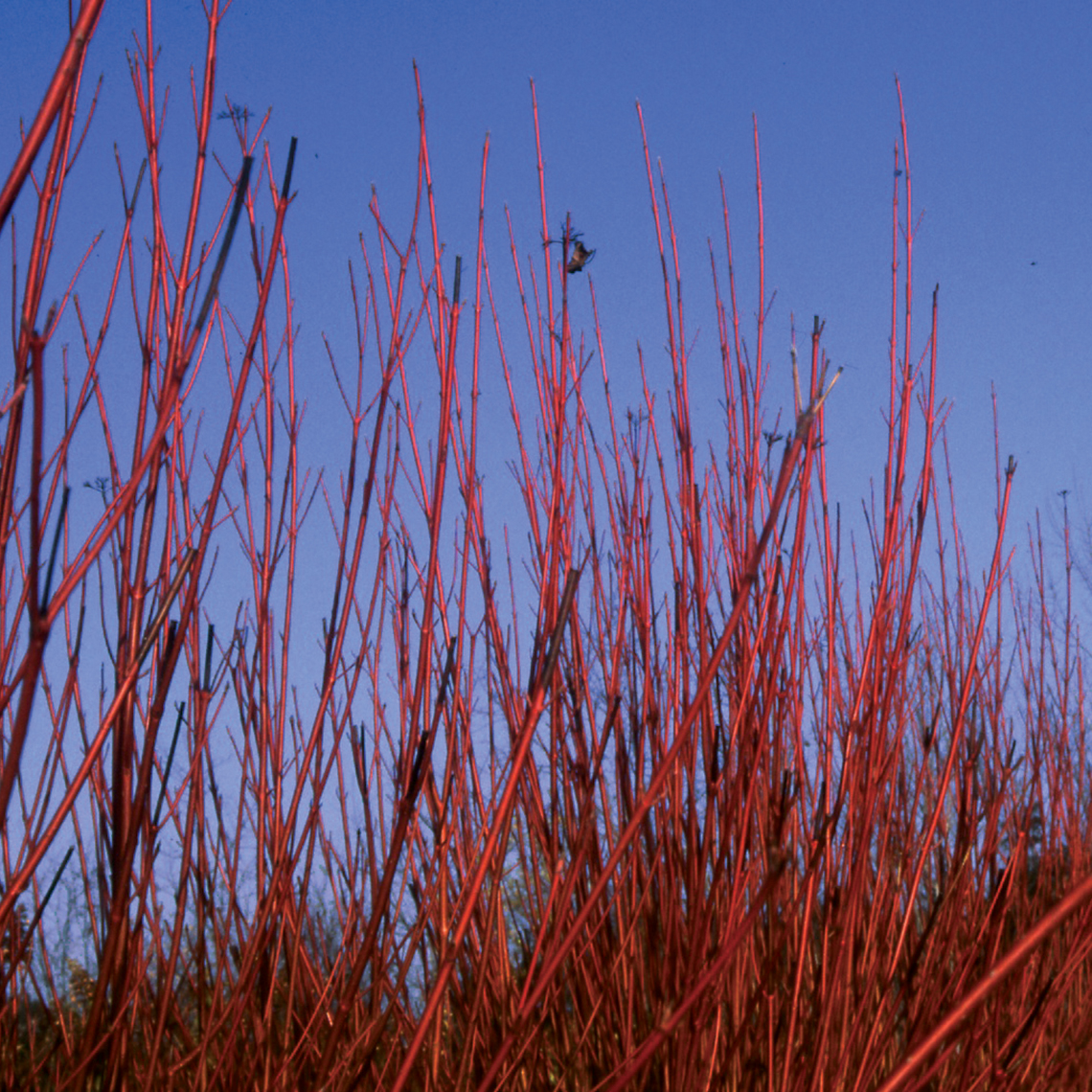 Red branches of Cornus Baileyi against deep blue sky