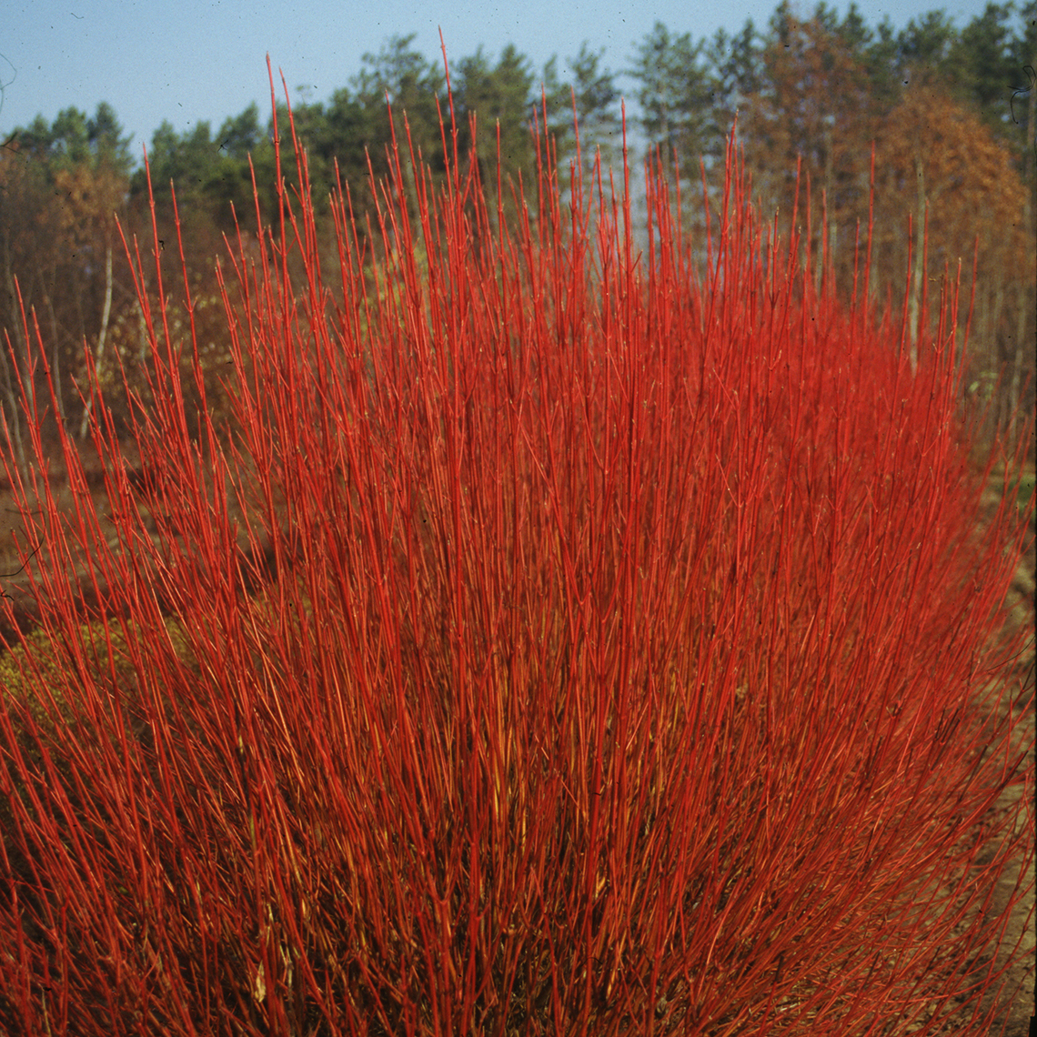 vibrant Red branched Cornus Cardinal in field
