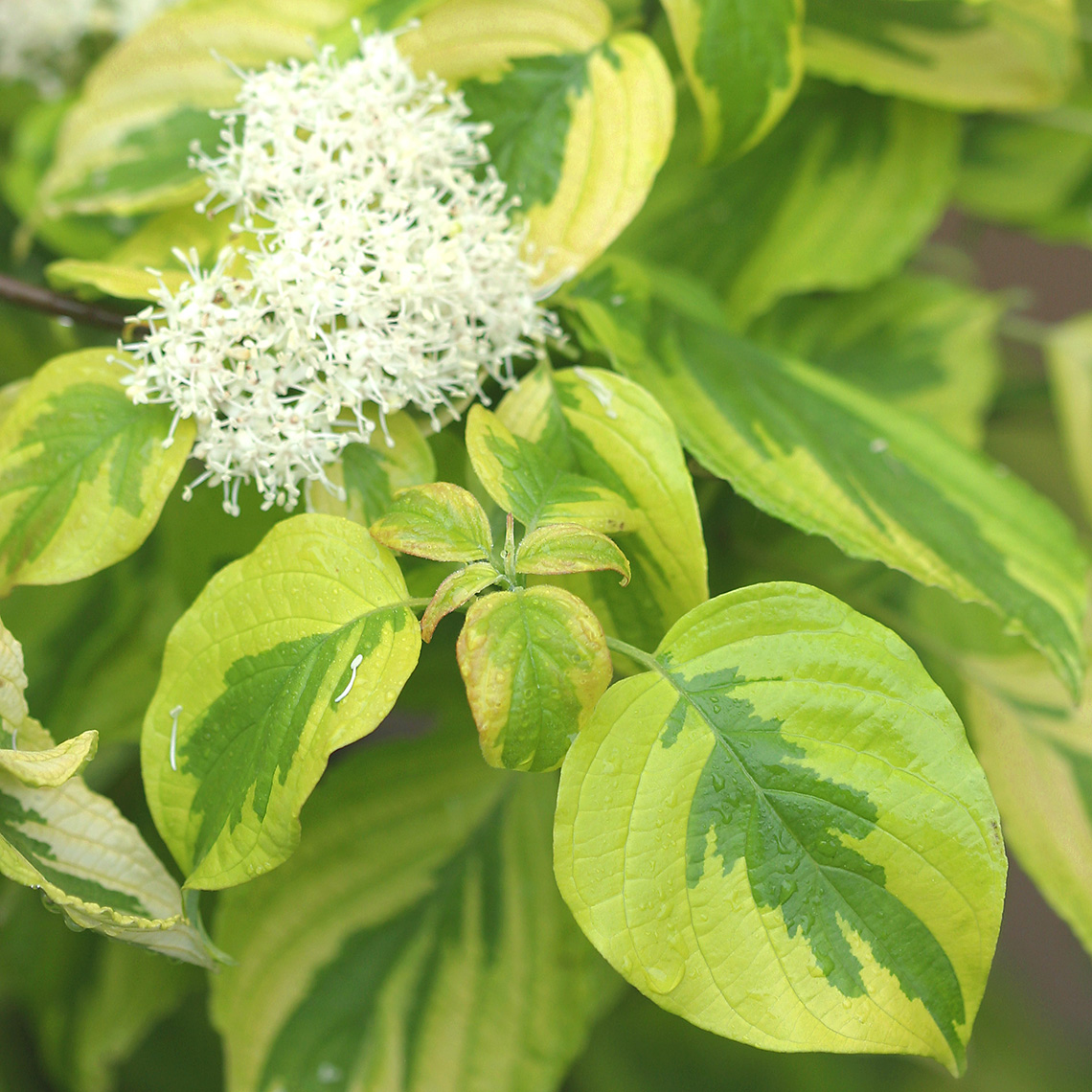 close up of the White flowers on Golden Shadows Cornus