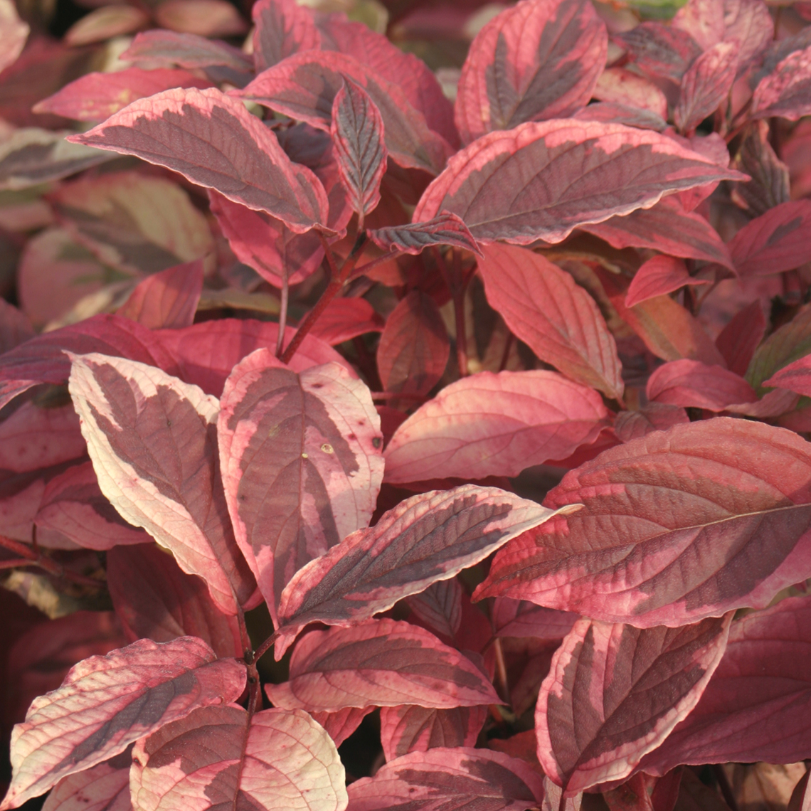 Close up of rosy fall color on variegated Cornus Hedgerows Gold foliage