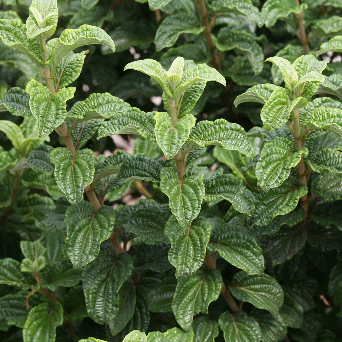 Three branches with quilted foliage on Pucker Up Cornus