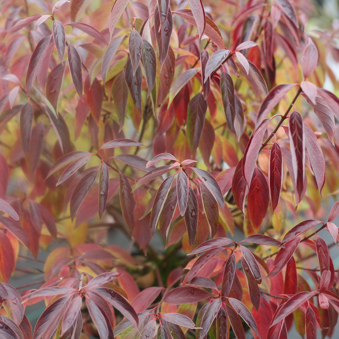 Red fall color on Red Rover Cornus