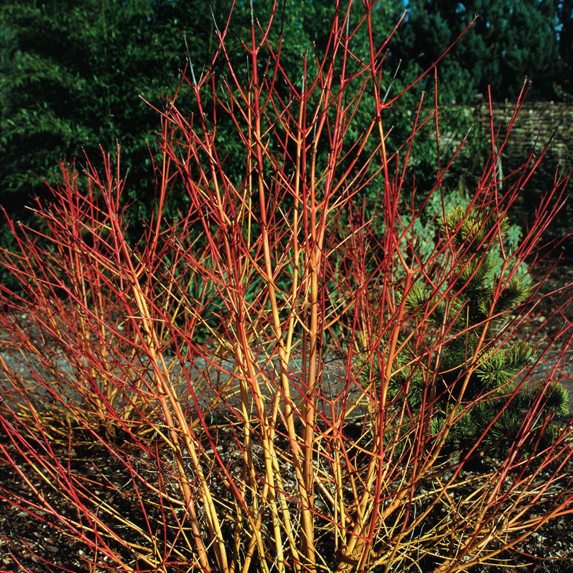 Red and yellow branches of Cornus Winter Flame