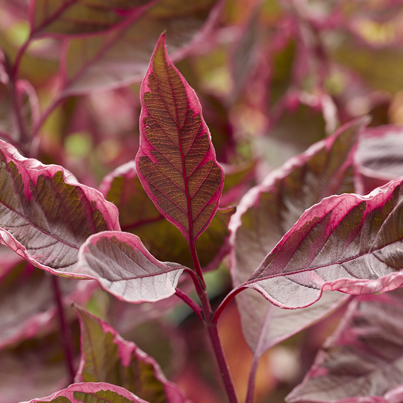 Close up of the pink and red variegated foliage of Sgt Pepper dogwood