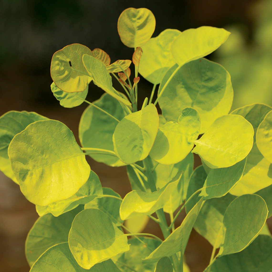 Close up of bright lime foliage of Golden Spirit Cotinus