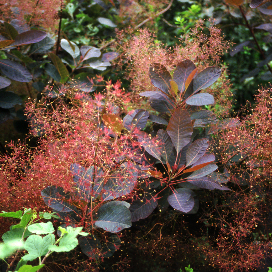 Close up of dark purple foliage and smoky red blooms of Cotinus Grace