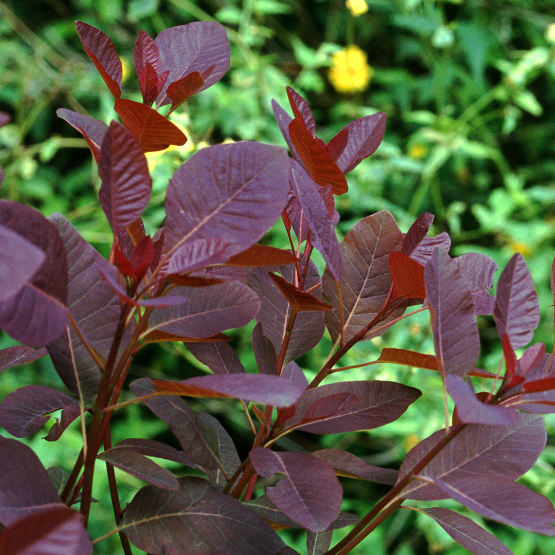 Close up of deep red purple foliage of Cotinus Grace