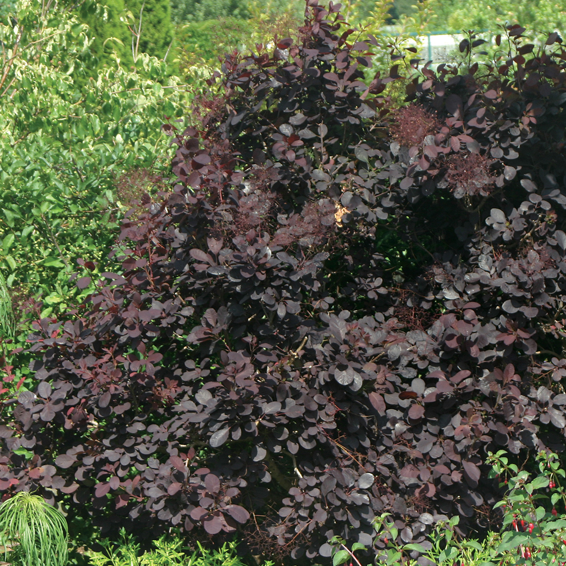 Cotinus Royal Purple with deep red-purple fall foliage in landscape