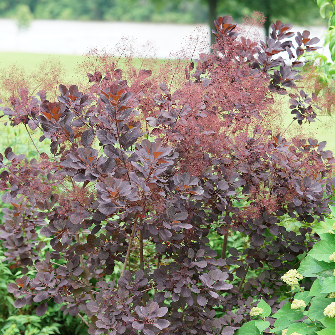 Blooming Winecraft Black Cotinus in garden