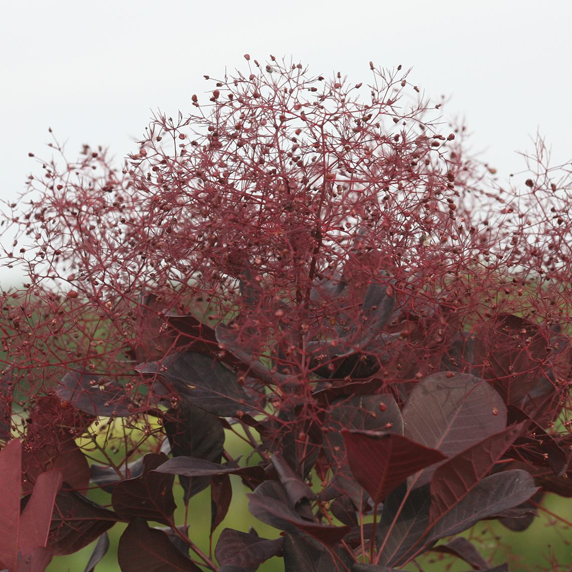 Close up of Winecraft Black Cotinus' blooms against sky