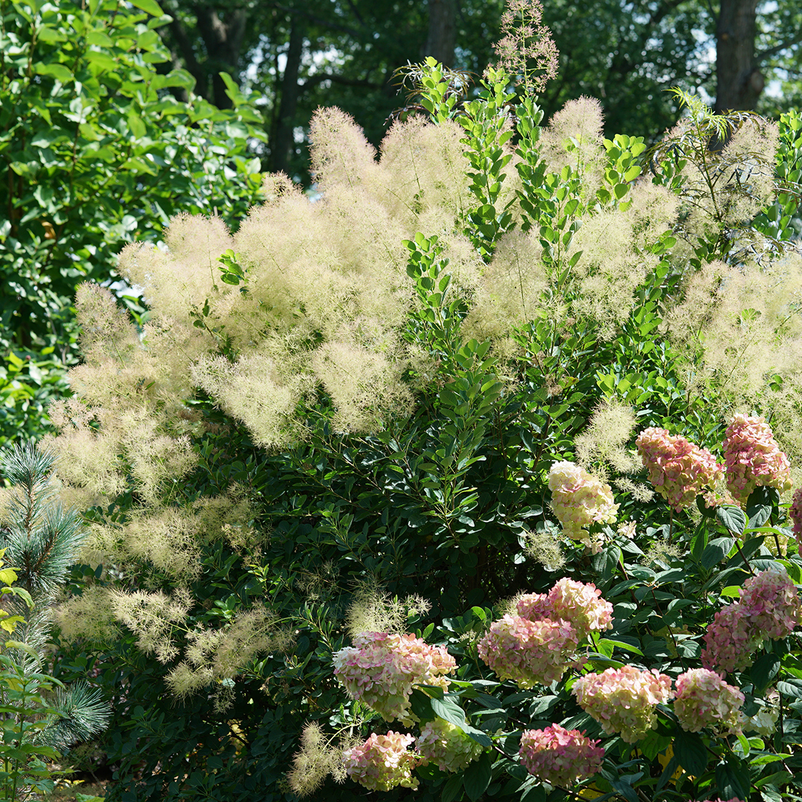 Cotinus Young Lady blooming in garden with Hydrangea paniculata