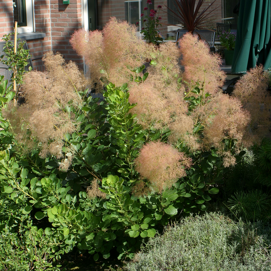 Blush pink smoky blooms of Cotinus Young Lady